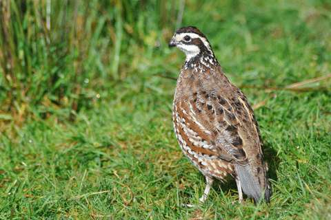 How To Keep Quail Out Of Garden