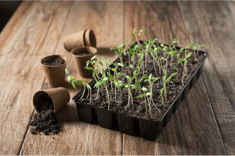 How To Keep Seedlings Moist While On Vacation