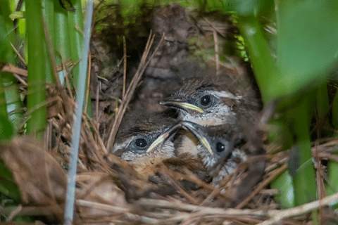 How To Move A Carolina Wren Nest
